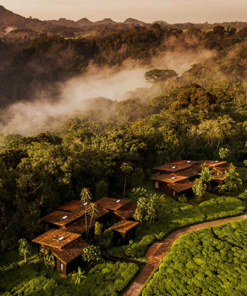 7-days-oneonly-nyungwe-house-oneonly-gorillas-nest-1