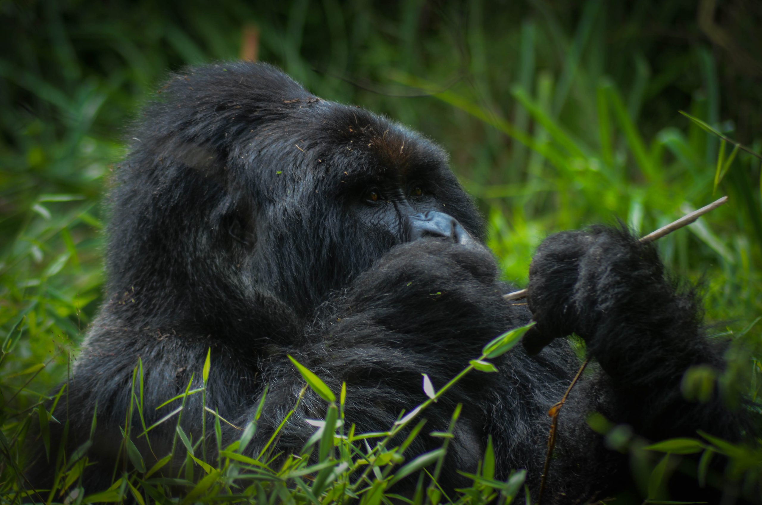 Rwanda Safaris and Tours