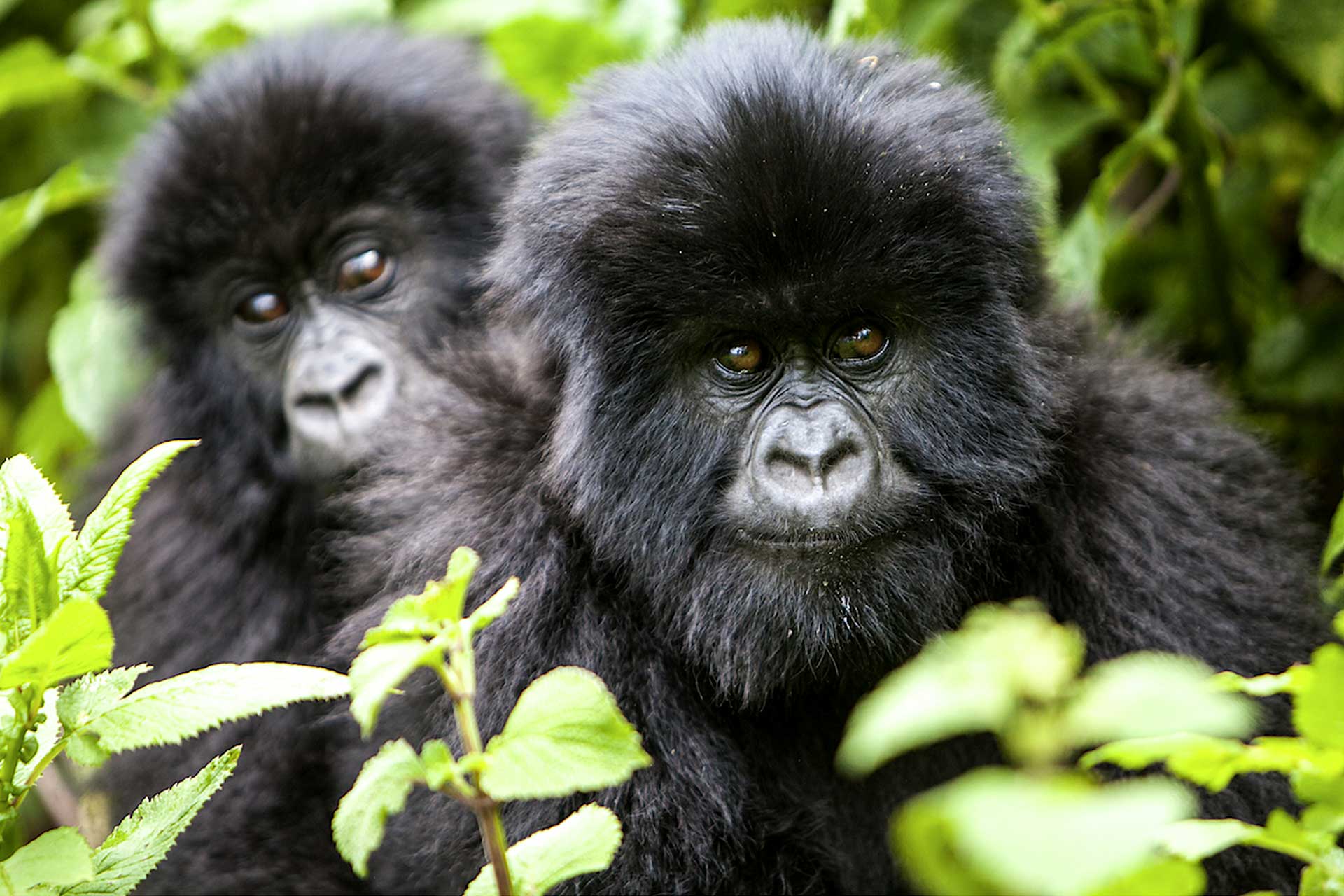 How hard is Gorilla Trekking?