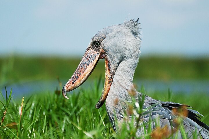 Shoebill stork in Mabamba swamp